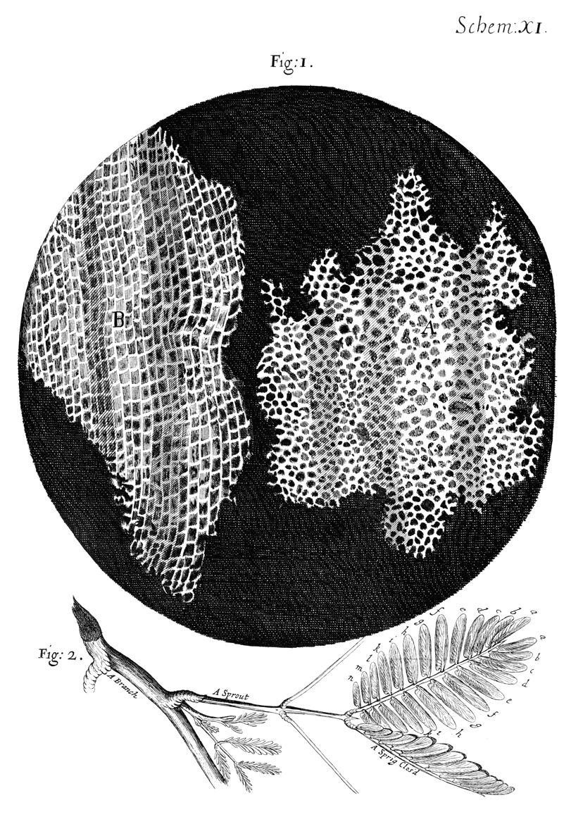 Robert Hooke, Micrographia